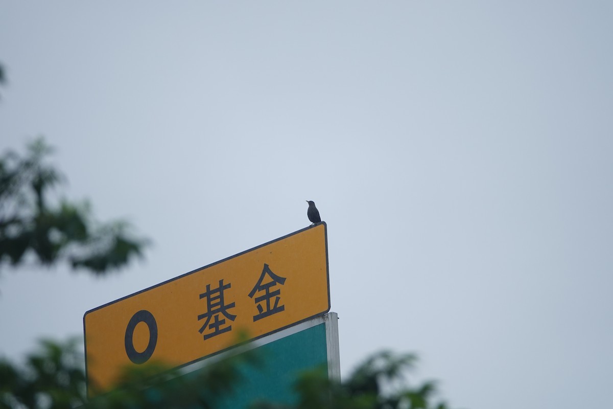 Mandarinamsel - ML644611737