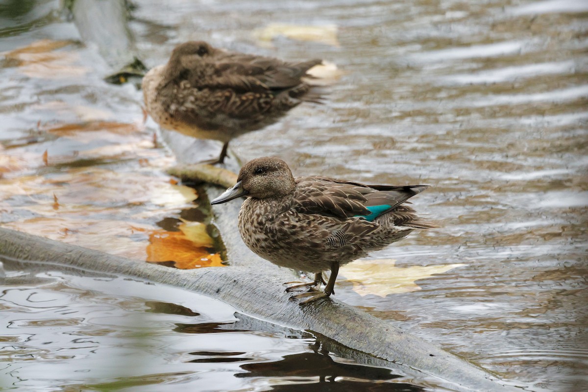 krikkand (crecca) - ML644611739