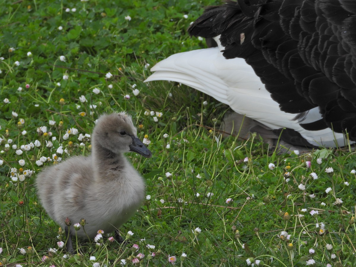 Black Swan - ML644611741