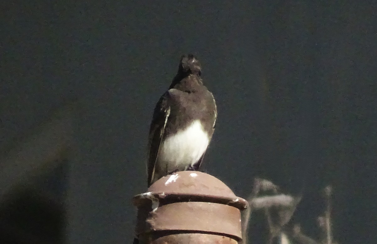 Black Phoebe - ML644611744