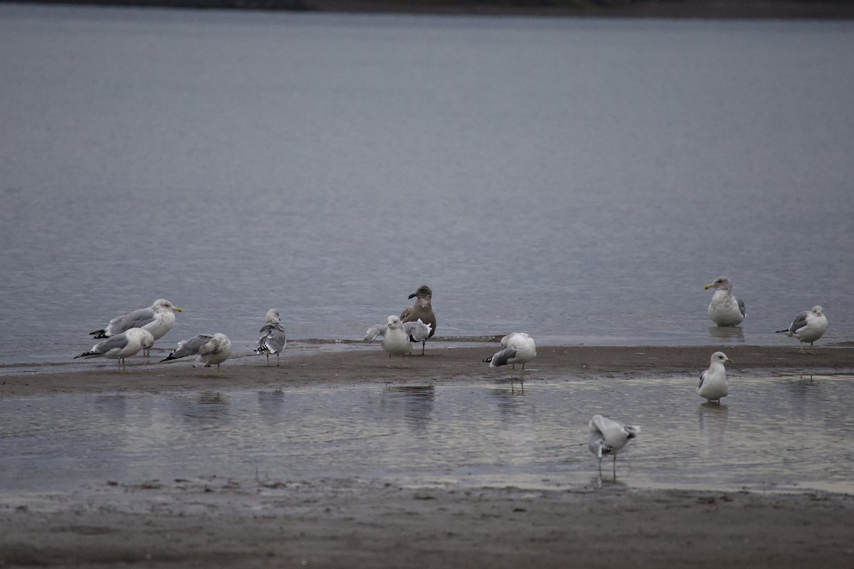 カモメ亜科 - ML644611747