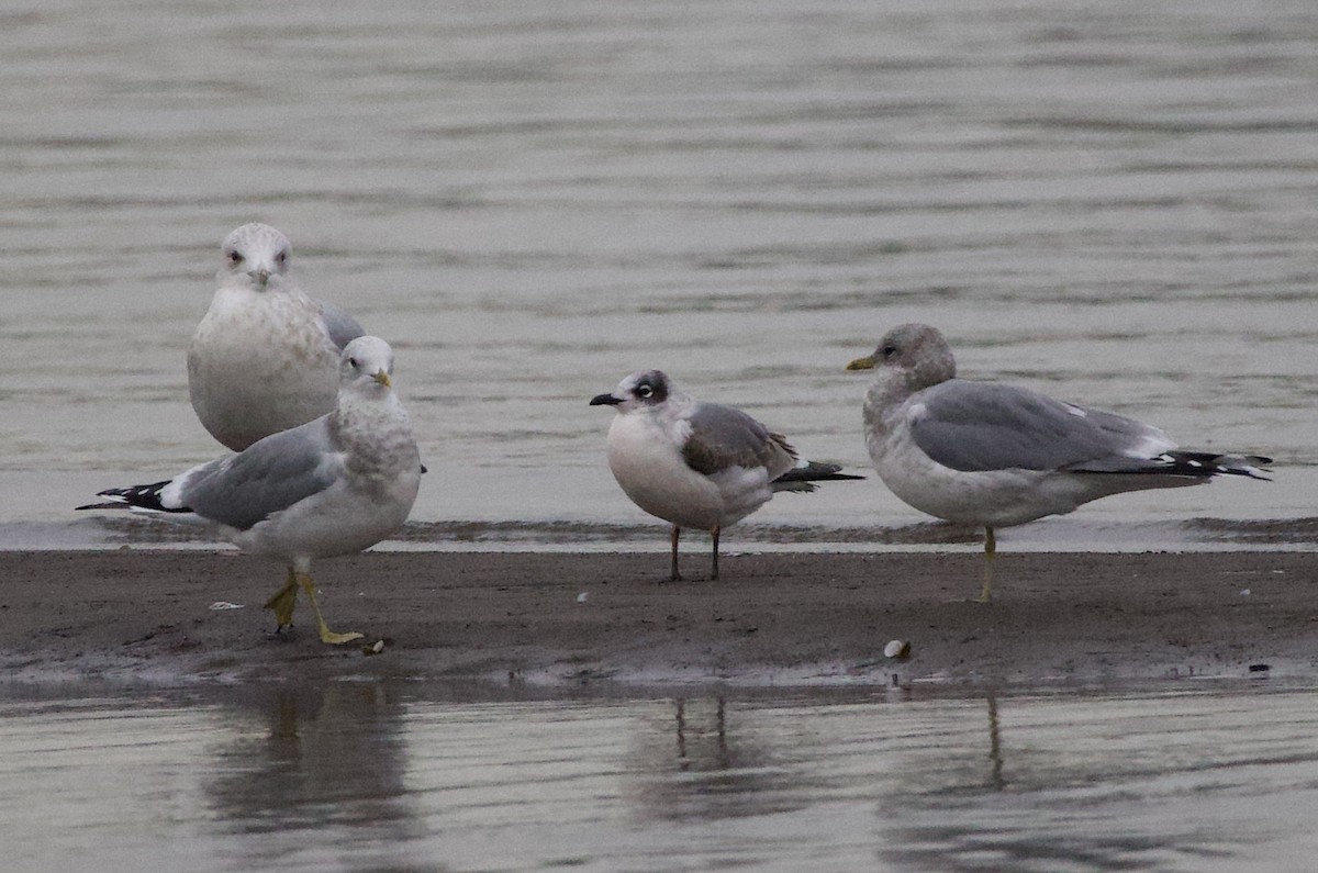 カモメ亜科 - ML644611748