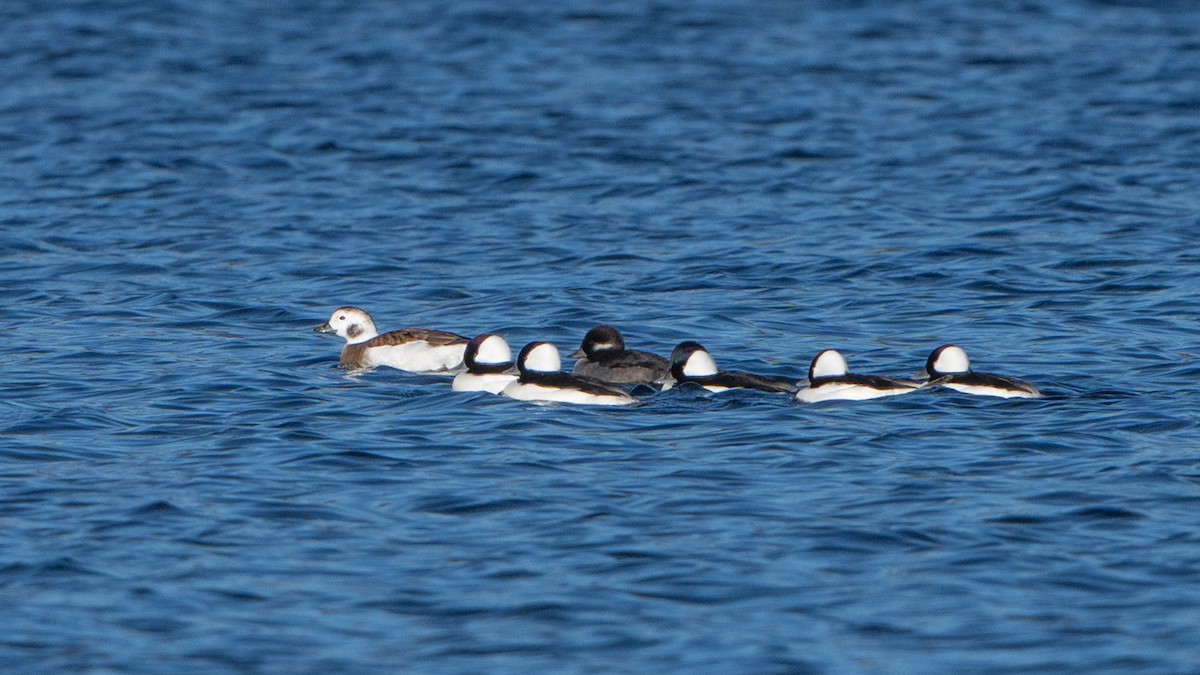 Мөнгөлөг шунгаахай - ML644611756