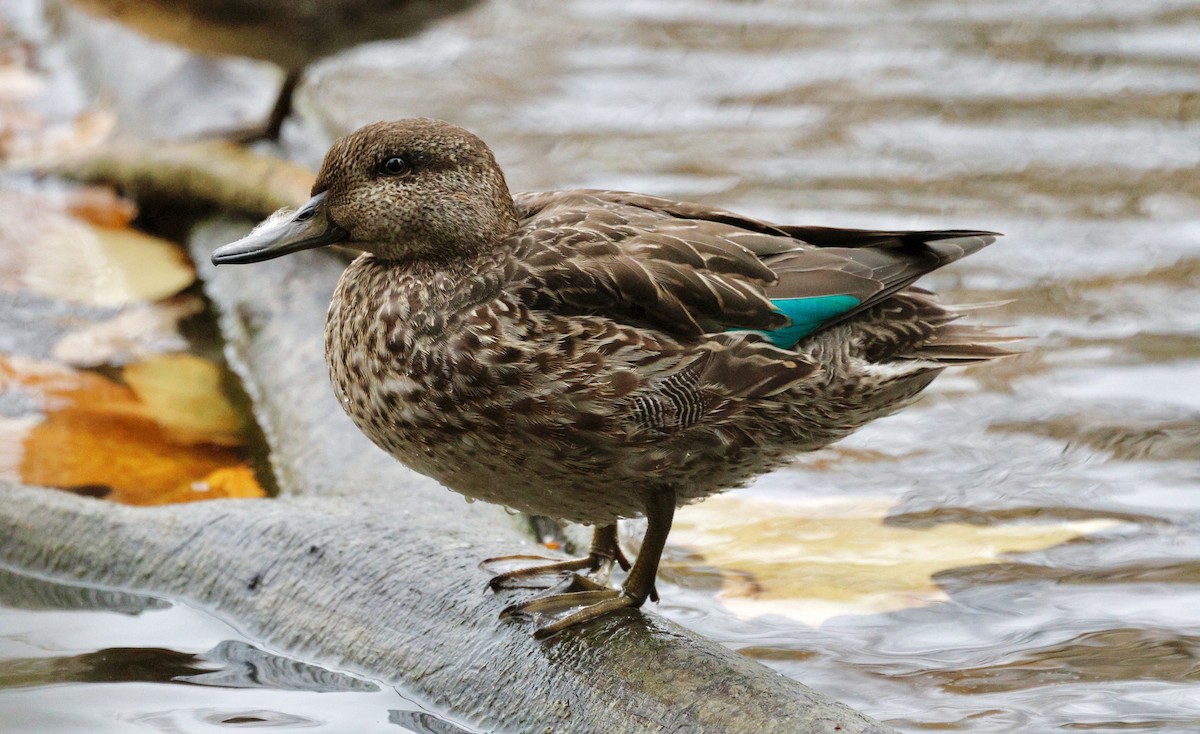 krikkand (crecca) - ML644611759