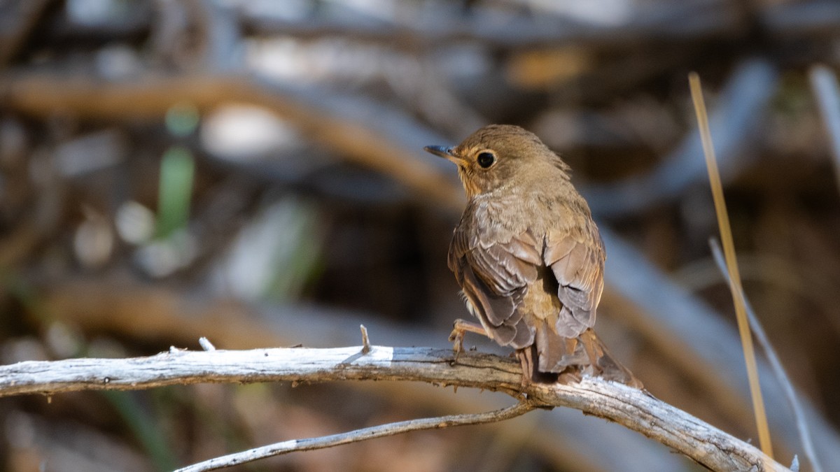 Swainson's Thrush - ML644611762