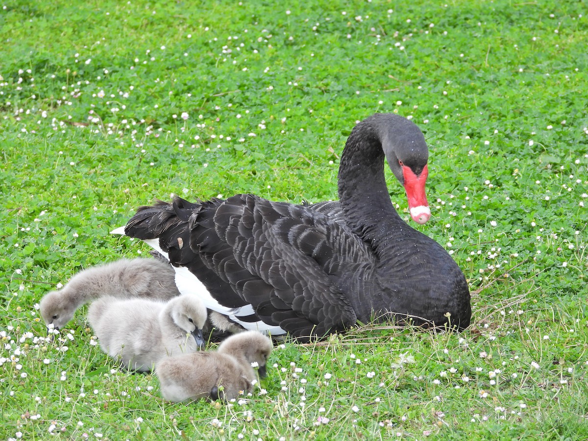 Black Swan - ML644611770