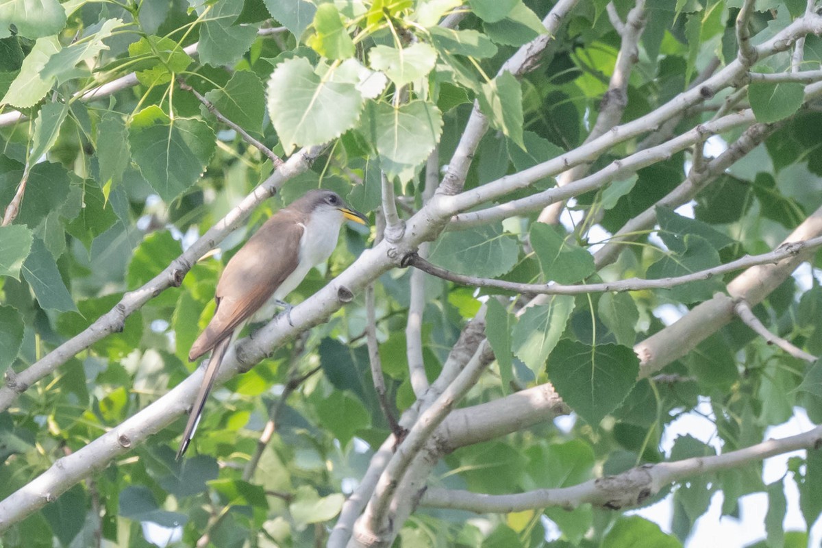 Gelbschnabelkuckuck - ML644611773