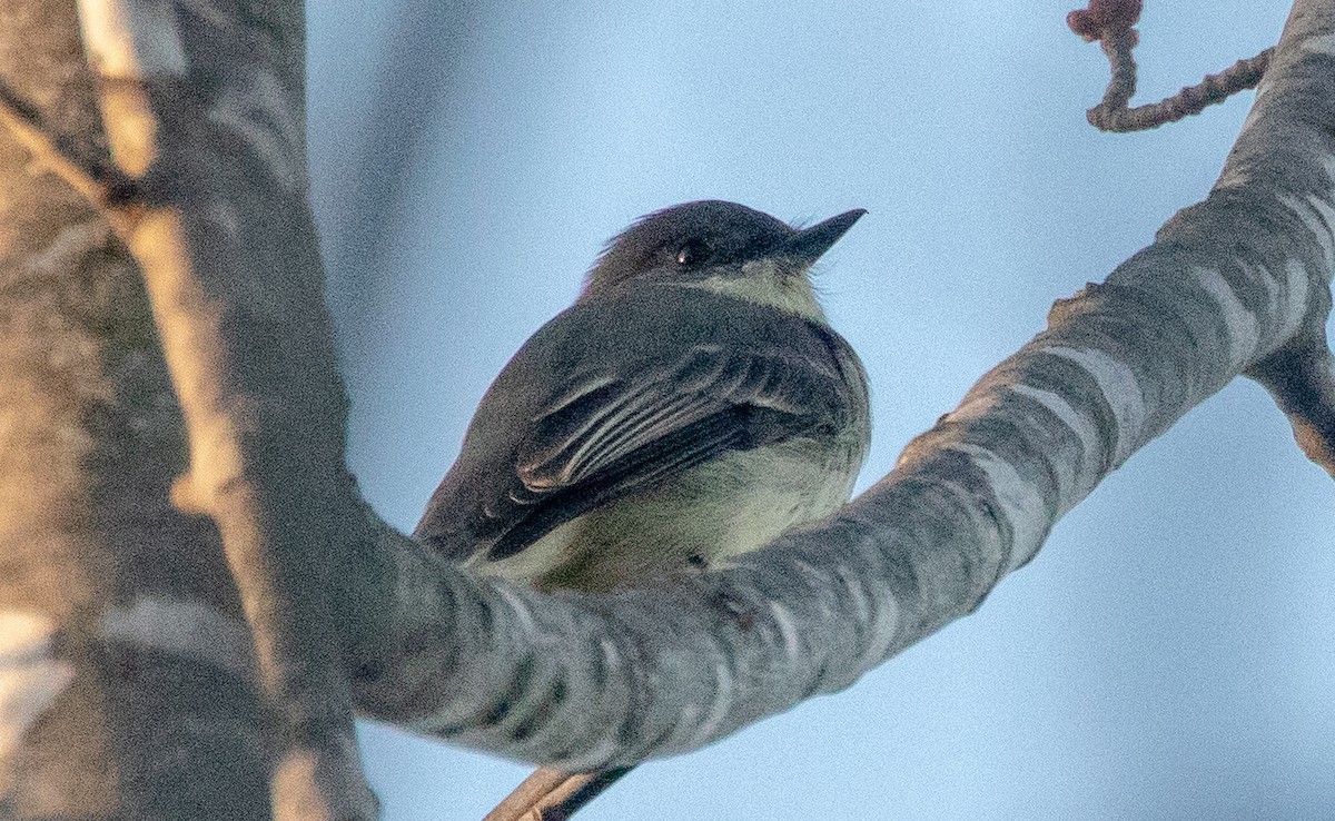 Mosquero Fibí - ML644611786