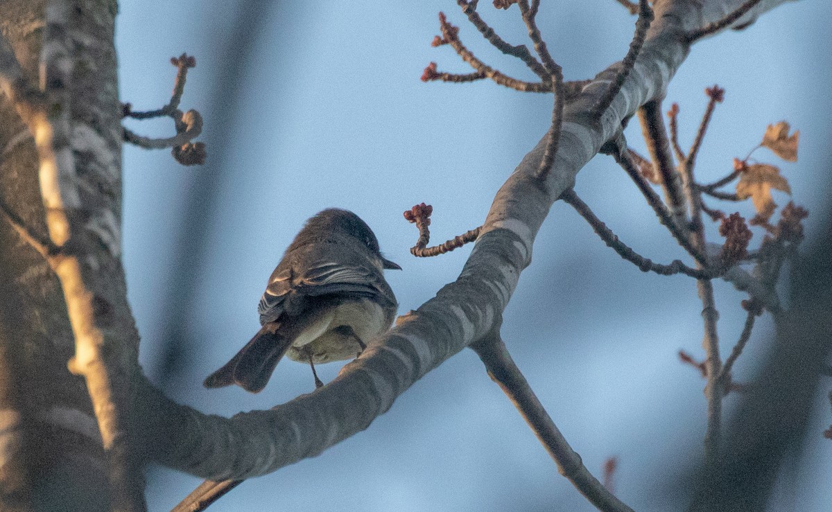 Mosquero Fibí - ML644611789