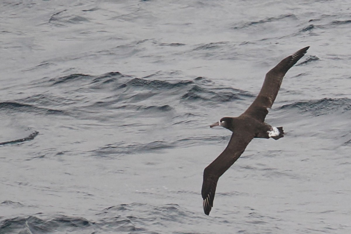 Albatros hankabeltza - ML644611790