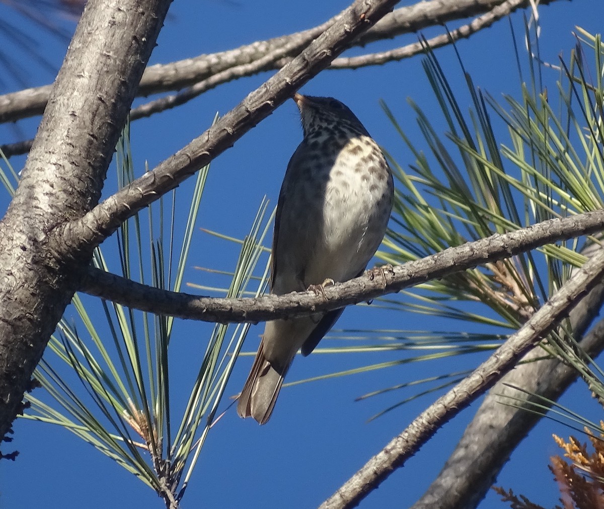 Hermit Thrush - ML644611791