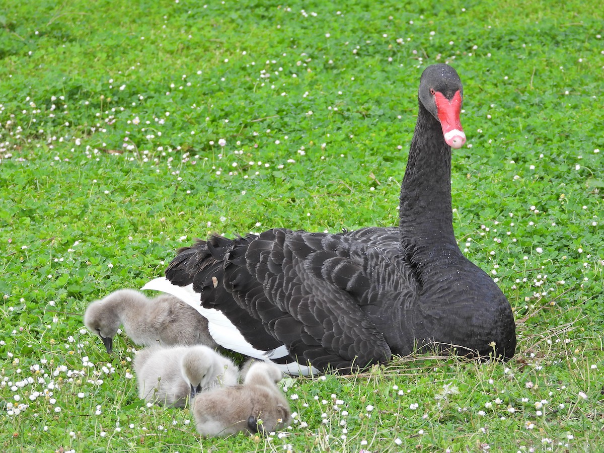 Beltxarga beltza - ML644611792