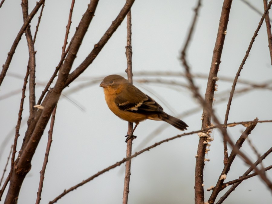 Morelet Tohumculu - ML644611793