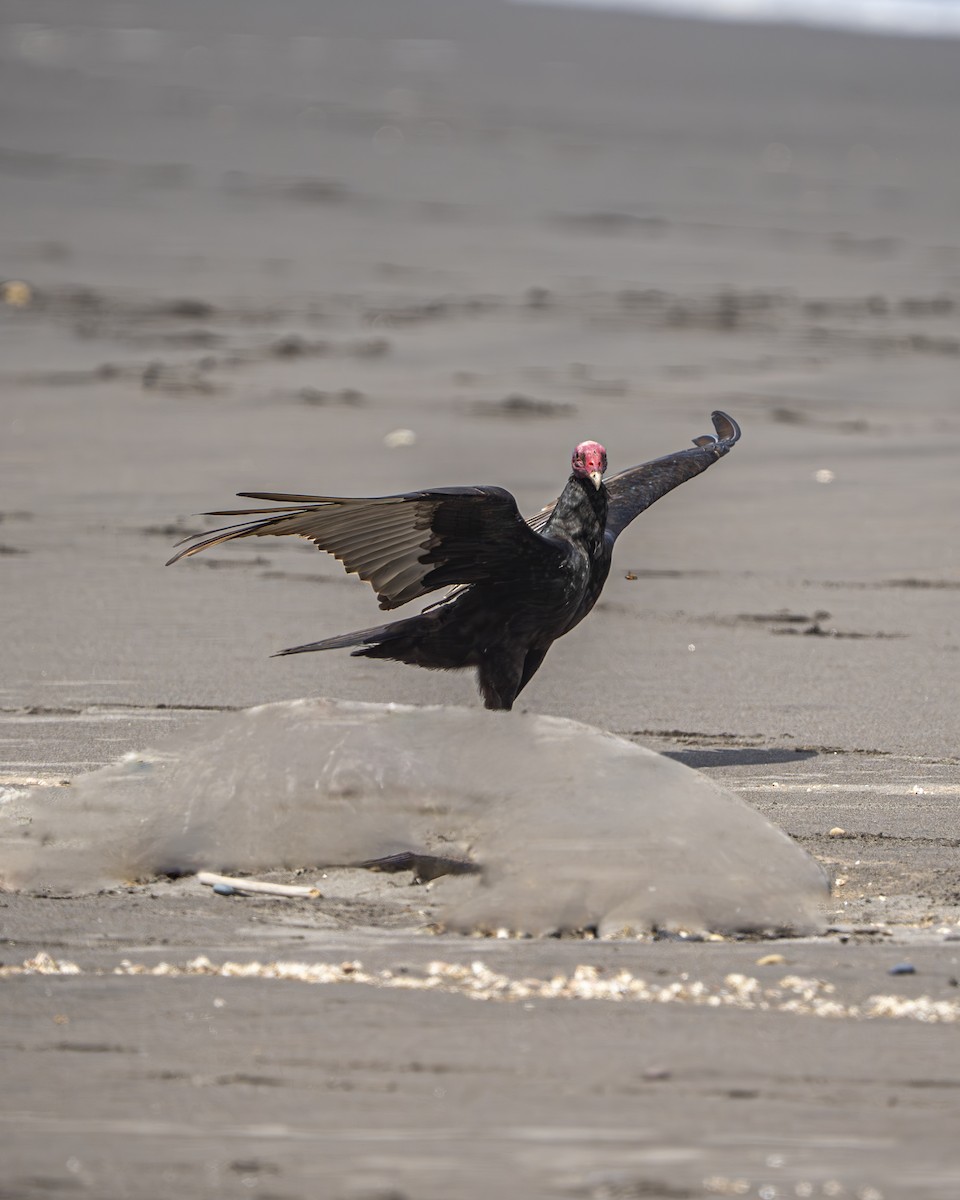 Zopilote indioilarra - ML644611795