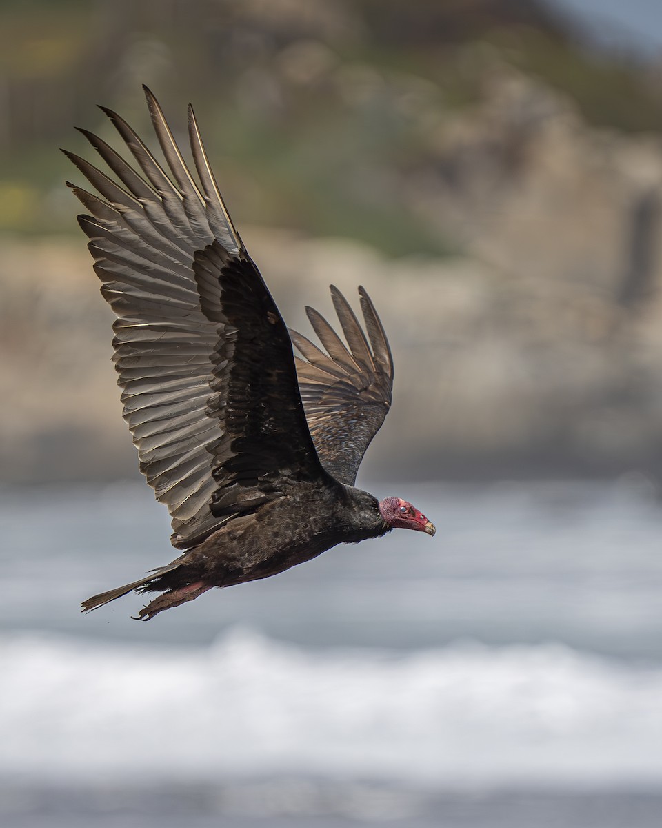 Zopilote indioilarra - ML644611796