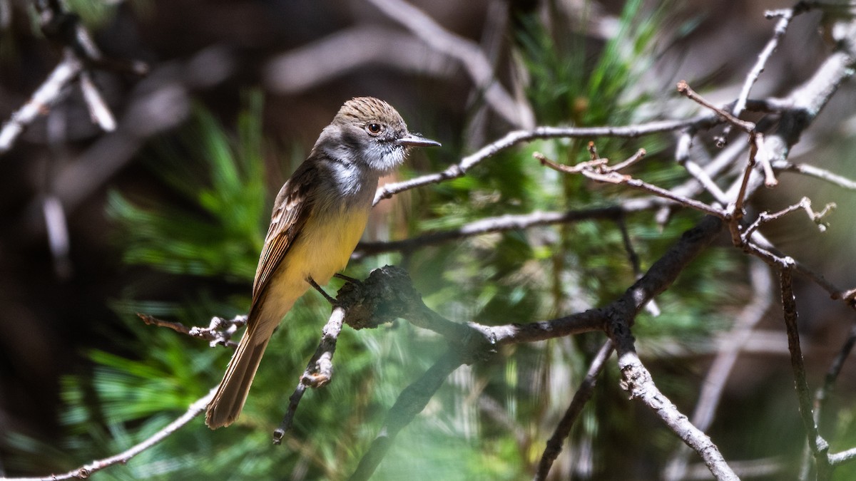 Dusky-capped Flycatcher - ML644611797