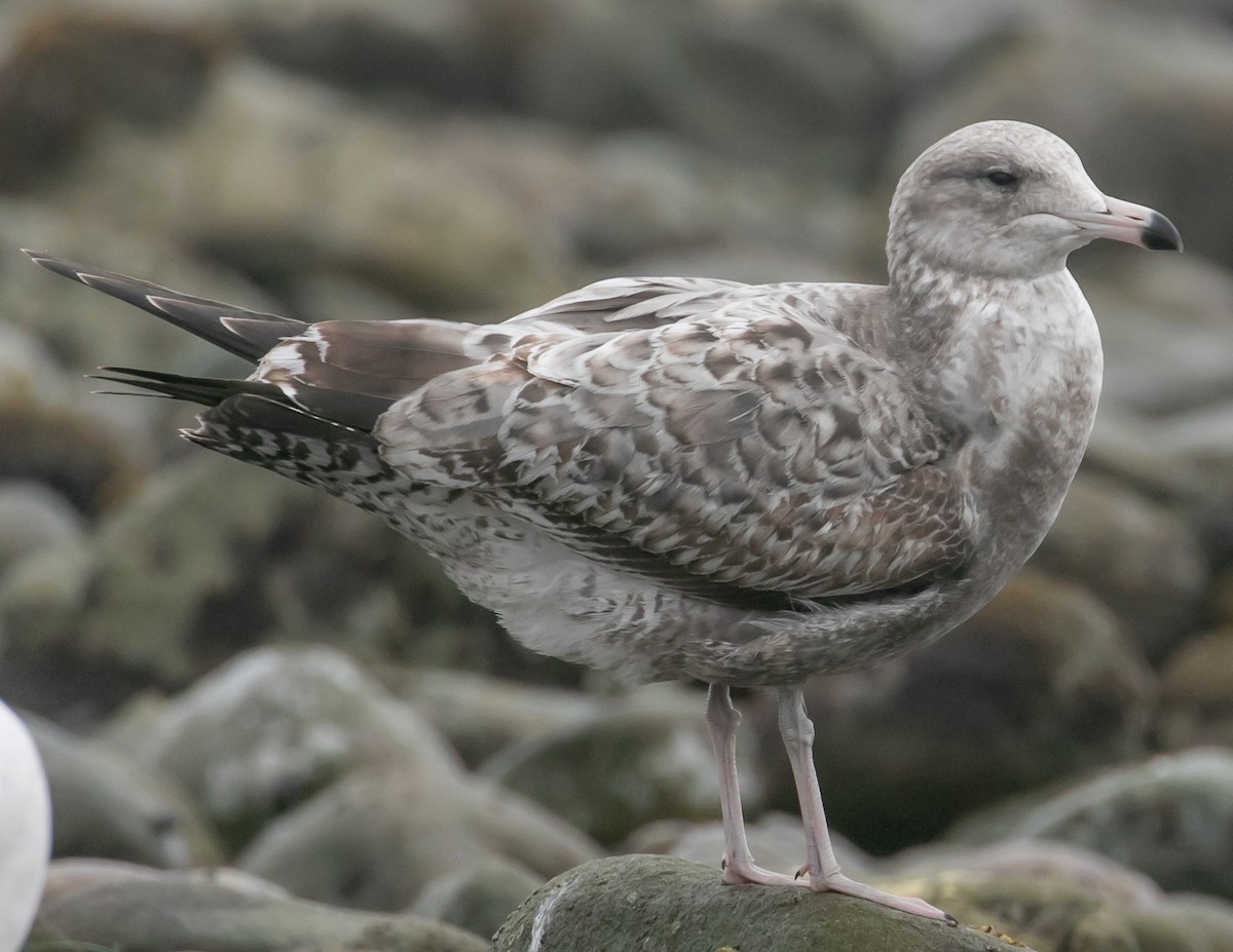 Kaio kaliforniarra - ML644611798