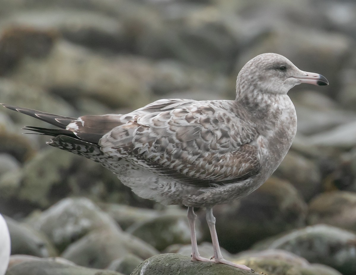 Kaio kaliforniarra - ML644611799