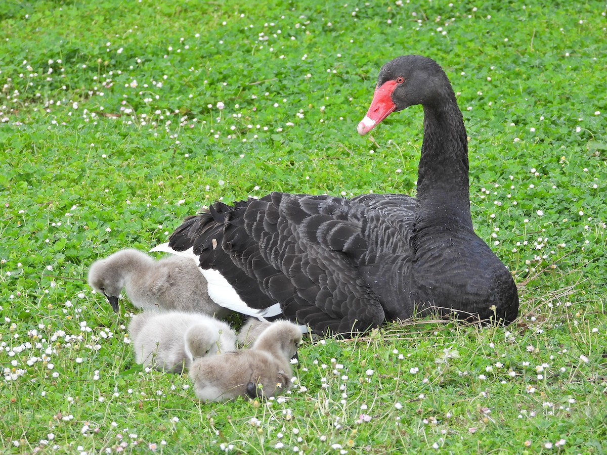 Beltxarga beltza - ML644611801