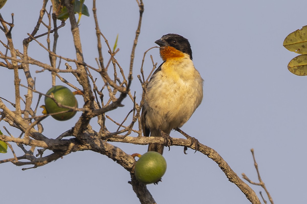 White-rumped Tanager - ML644611802