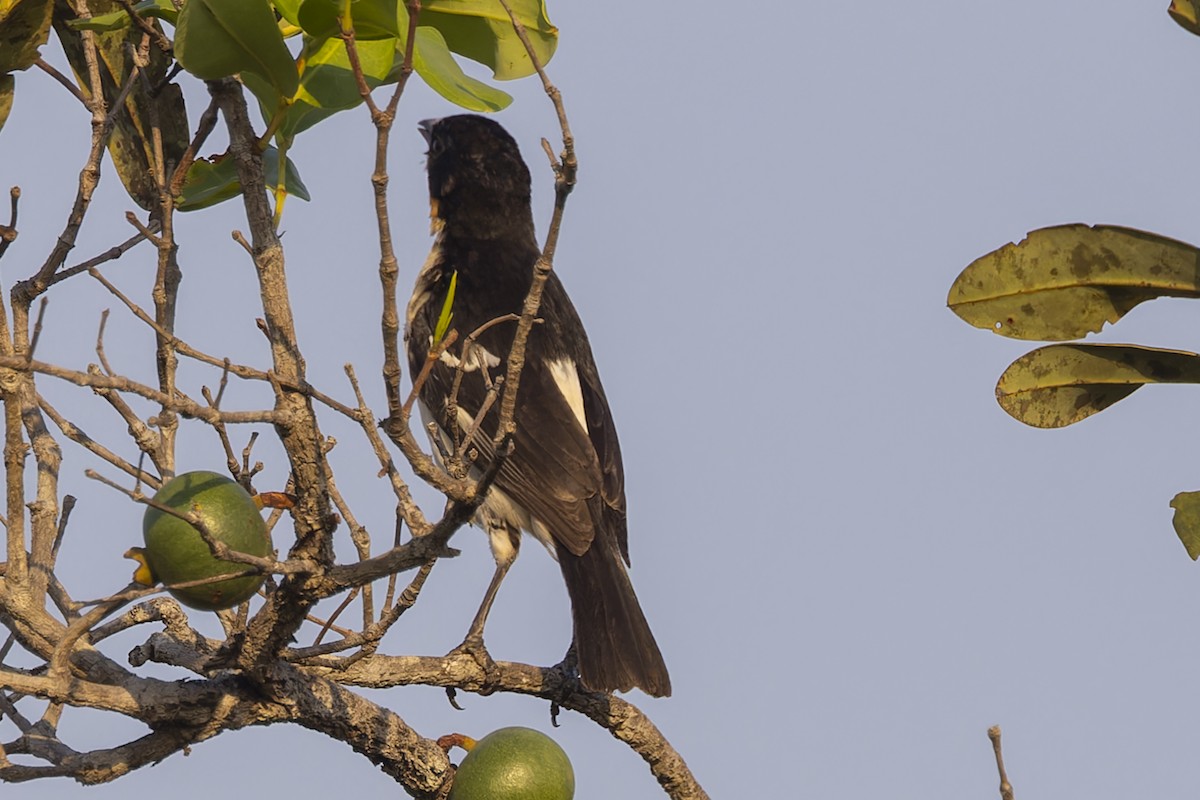 White-rumped Tanager - ML644611803