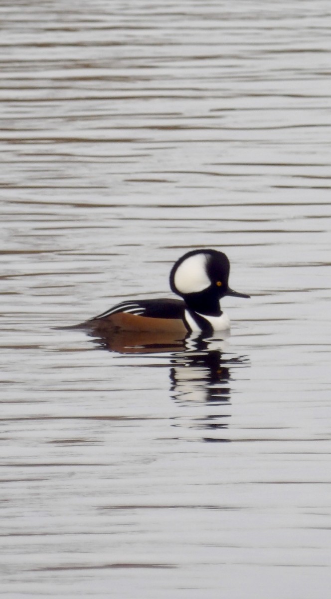 Zerra buruhandia - ML644611807