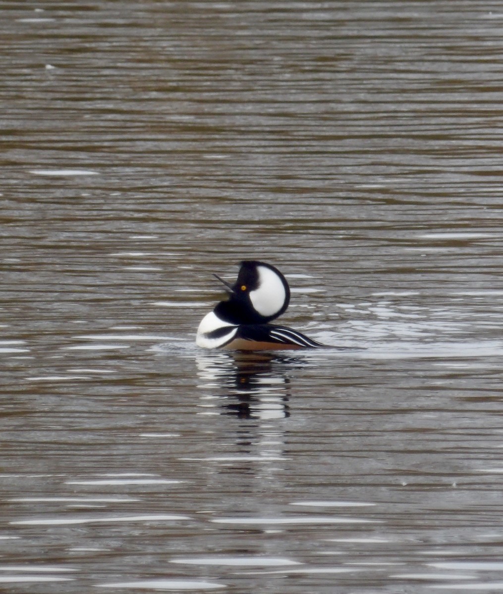 Zerra buruhandia - ML644611809