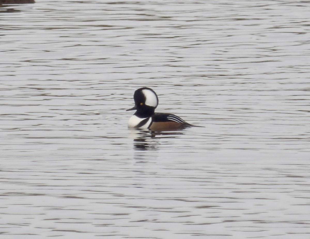 Zerra buruhandia - ML644611810