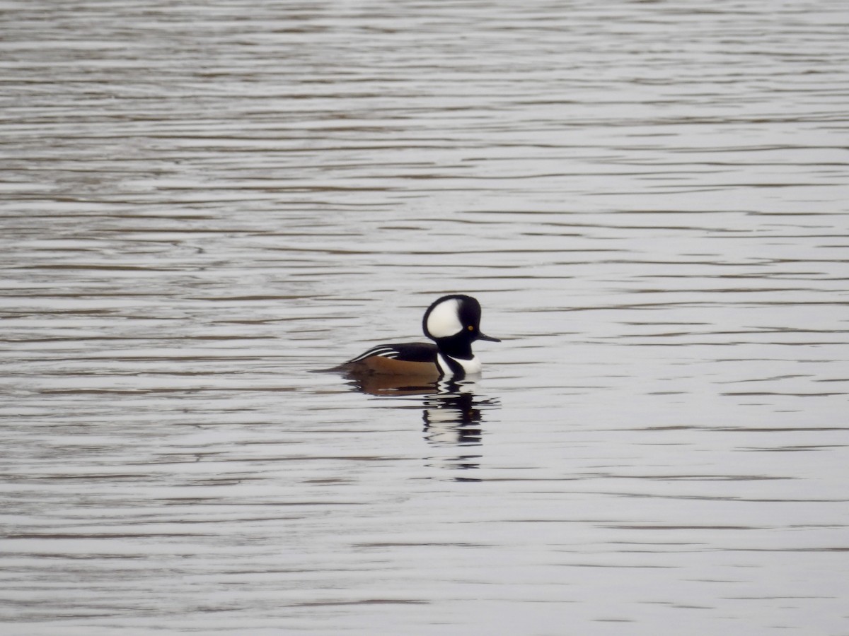 Zerra buruhandia - ML644611811