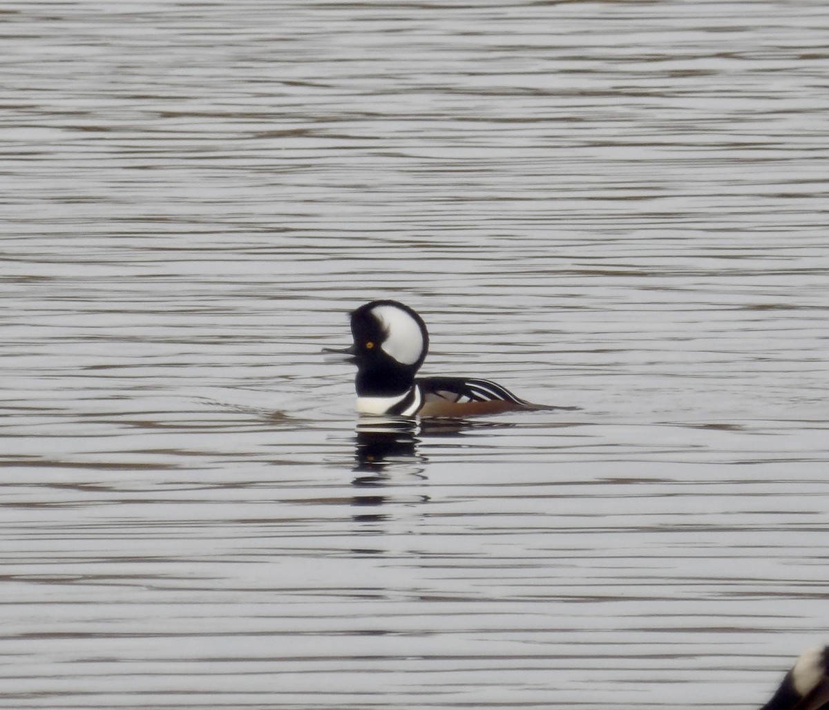 Zerra buruhandia - ML644611812