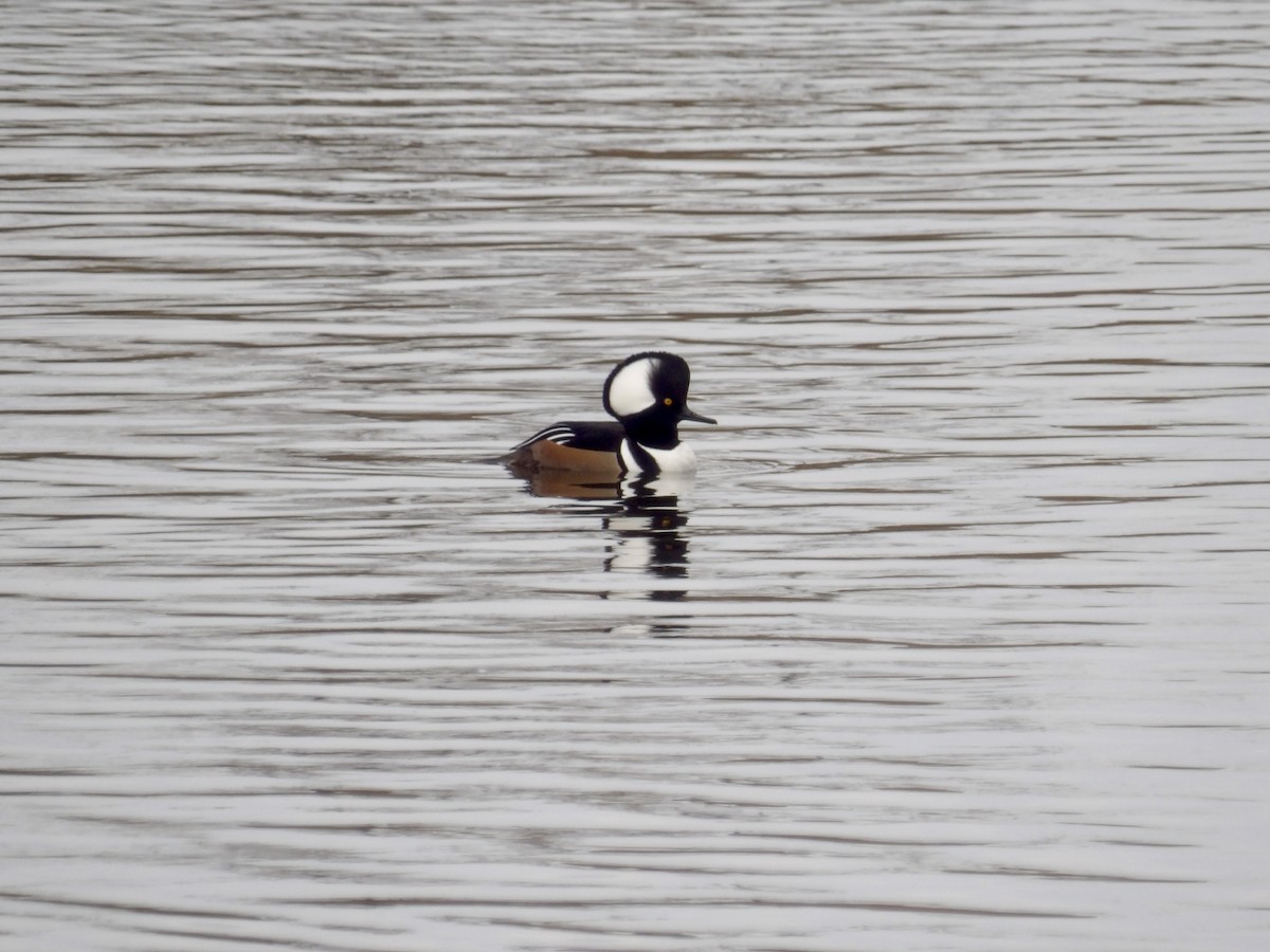 Zerra buruhandia - ML644611813