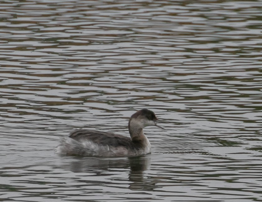 Txilinporta lepabeltza - ML644611817