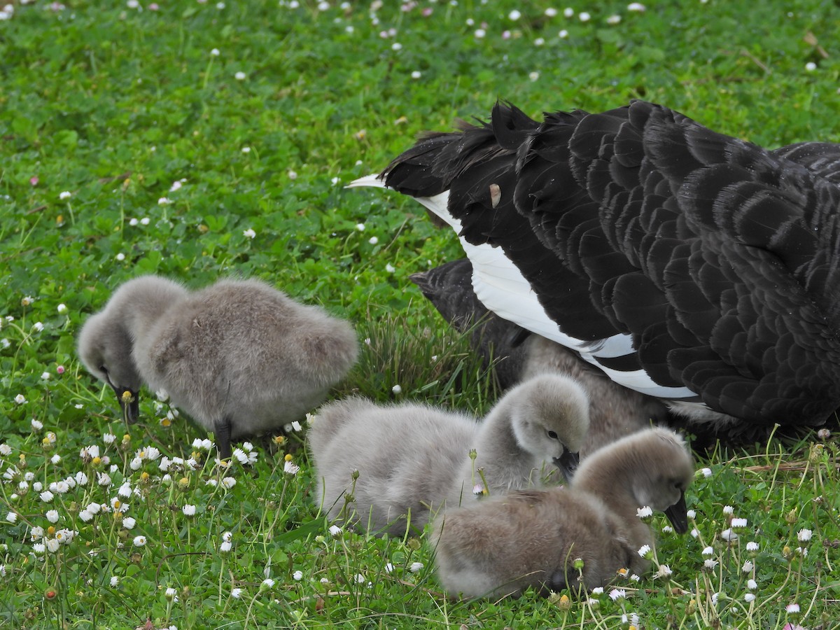 Beltxarga beltza - ML644611818