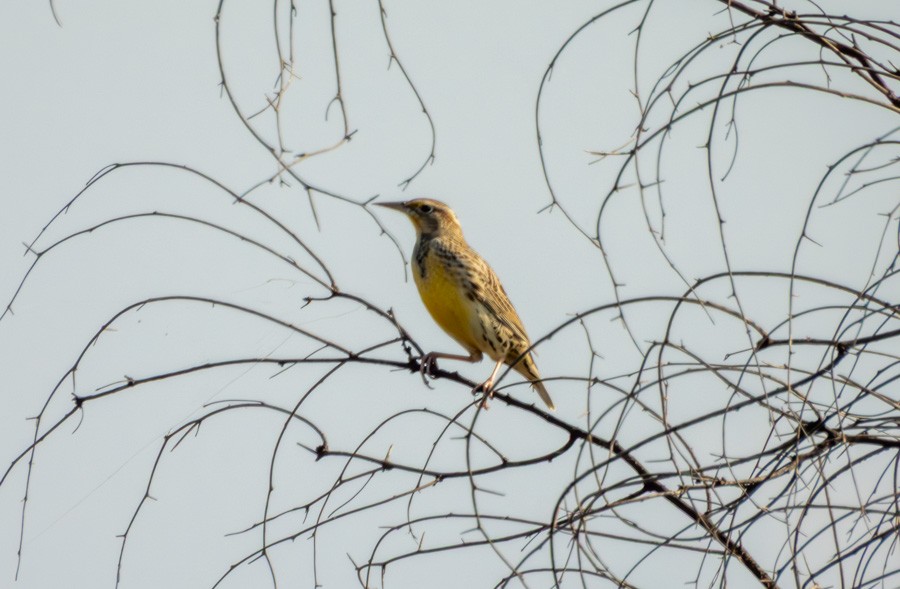 Western Meadowlark - ML644611819