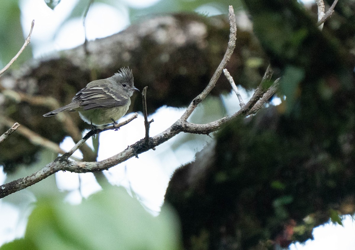Yellow-bellied Elaenia - ML644611821