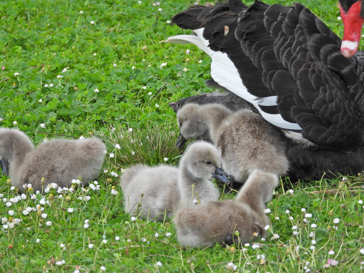 Beltxarga beltza - ML644611825