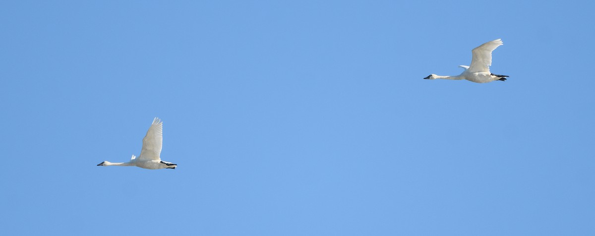 Beltxarga txistularia - ML644611826