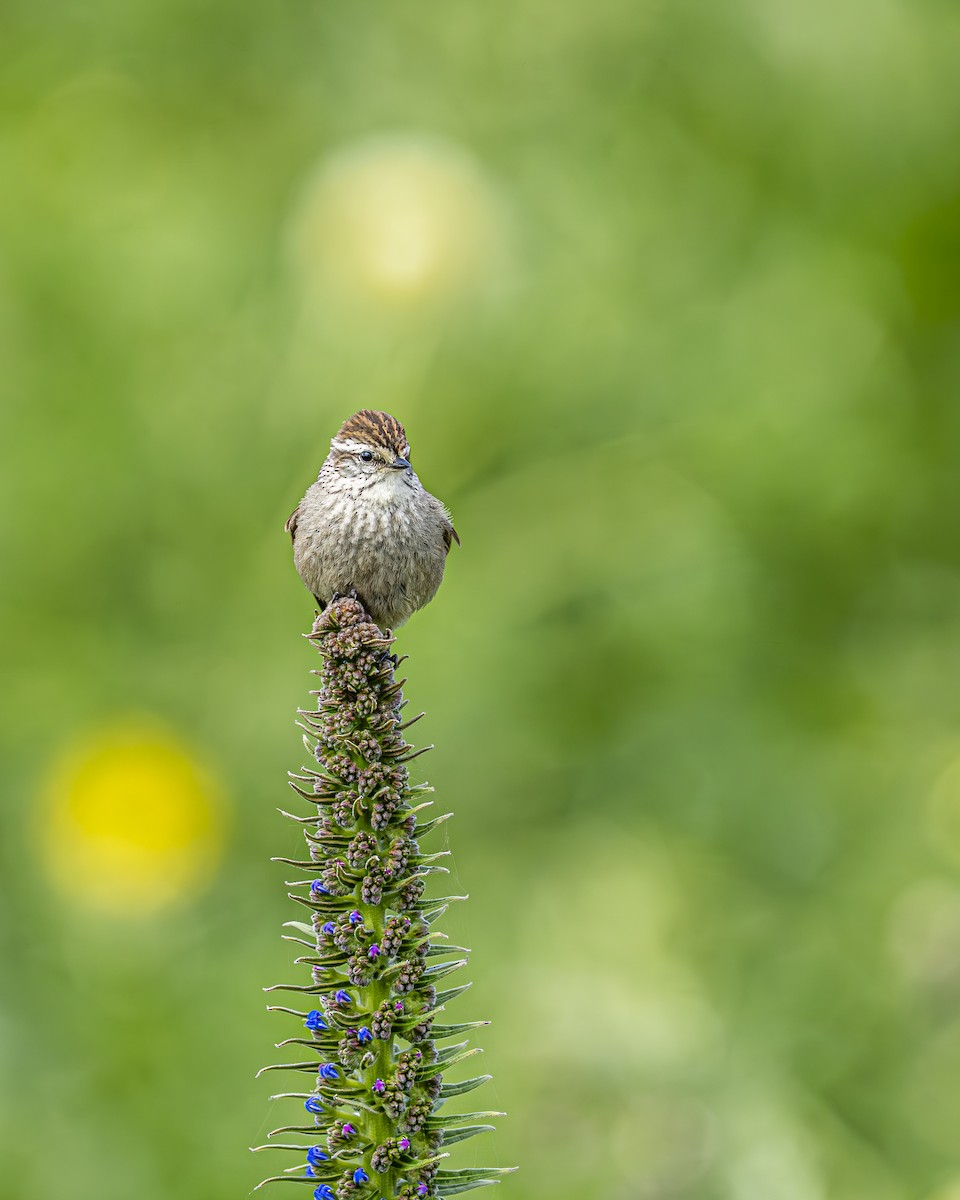 Plain-mantled Tit-Spinetail - ML644611827