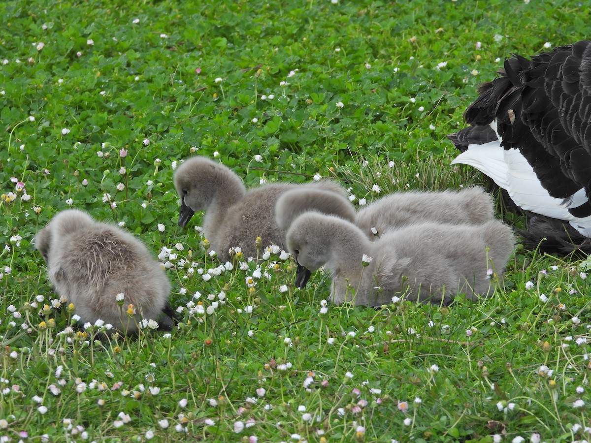 Beltxarga beltza - ML644611829