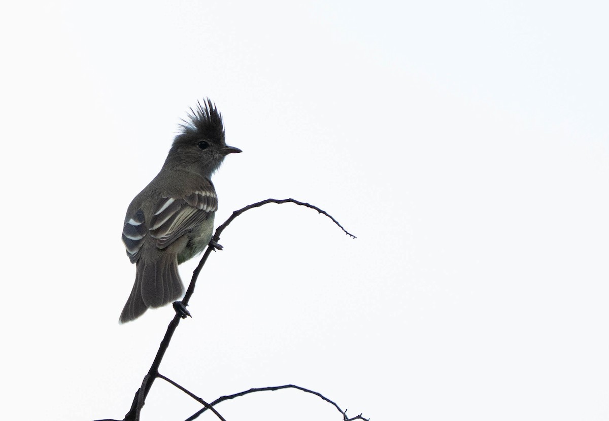 Yellow-bellied Elaenia - ML644611831