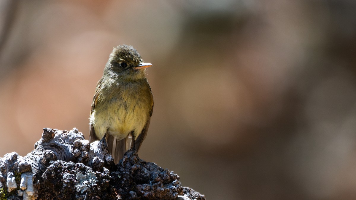 Western Flycatcher - ML644611832