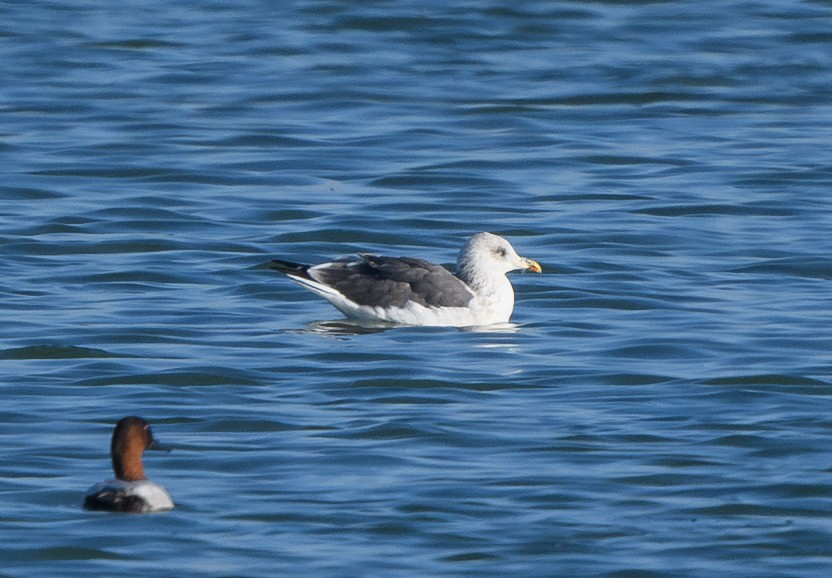 Heringsmöwe - ML644611835