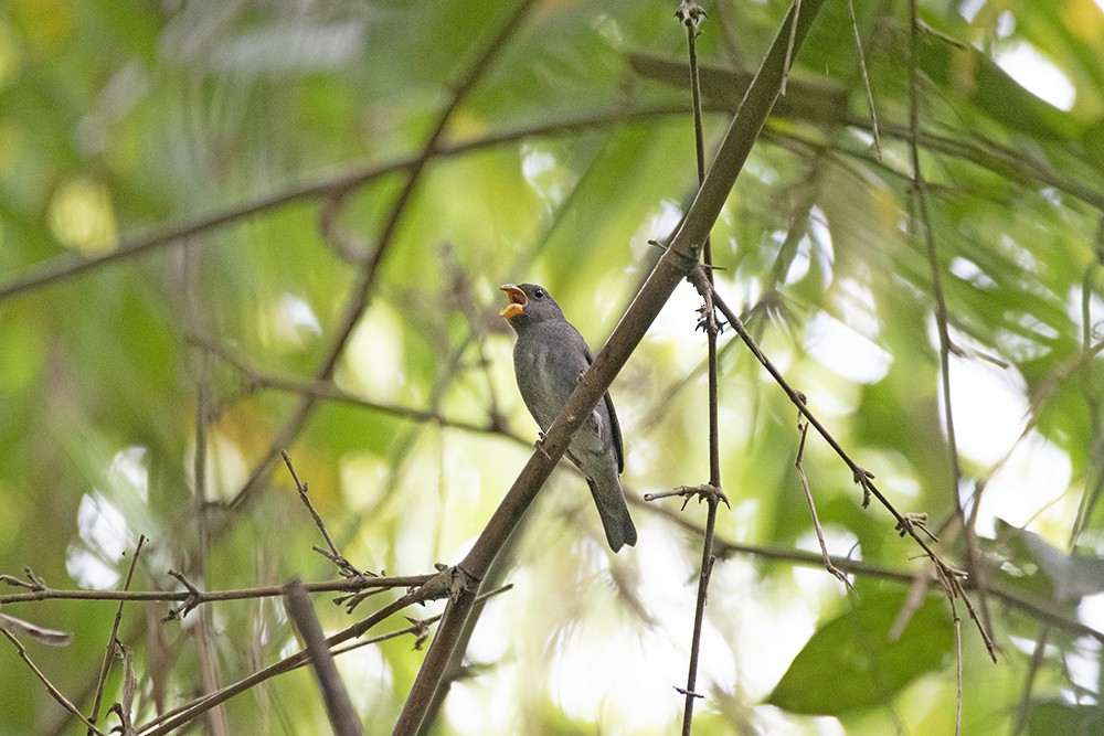 Slate-colored Seedeater - ML644611839