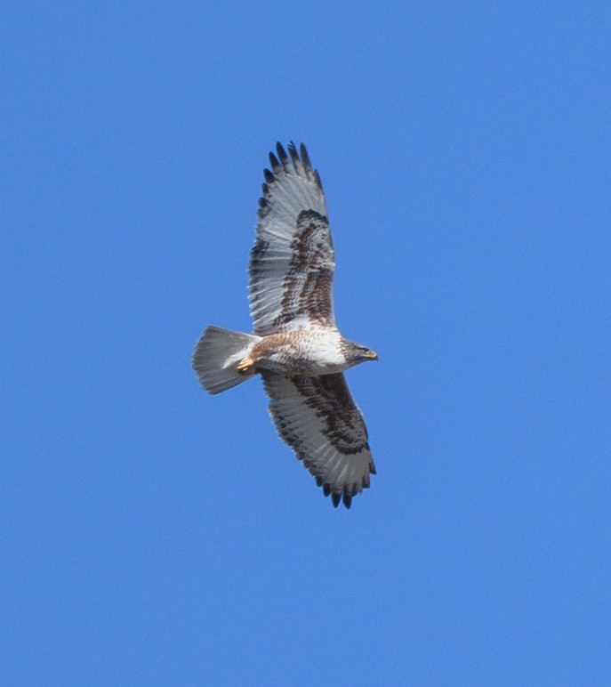 Ferruginous Hawk - ML644611840
