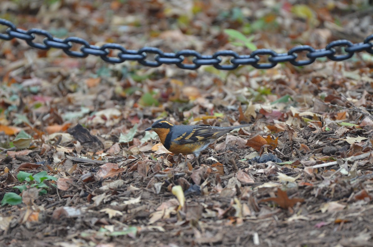 Varied Thrush - ML644611841