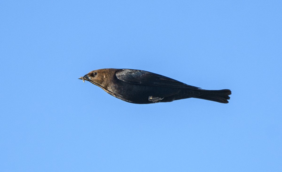 Braunkopf-Kuhstärling - ML644611849