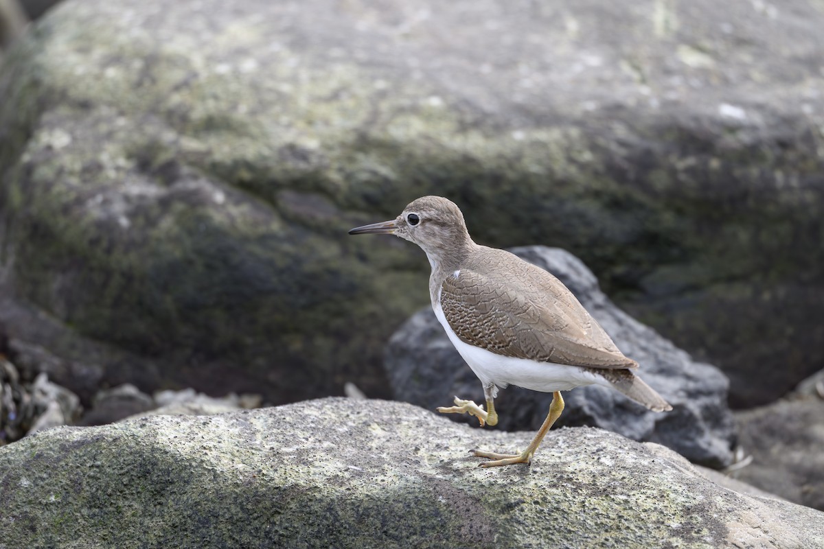 Common Sandpiper - ML644611857