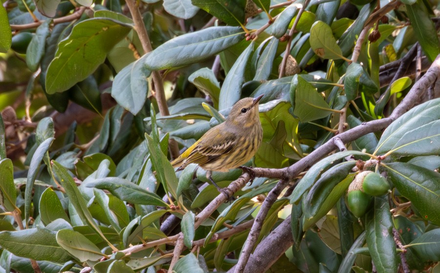 Paruline tigrée - ML644611861