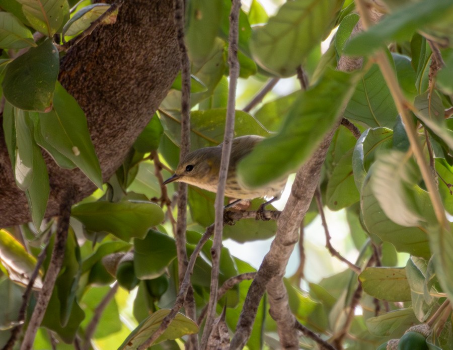 Paruline tigrée - ML644611862