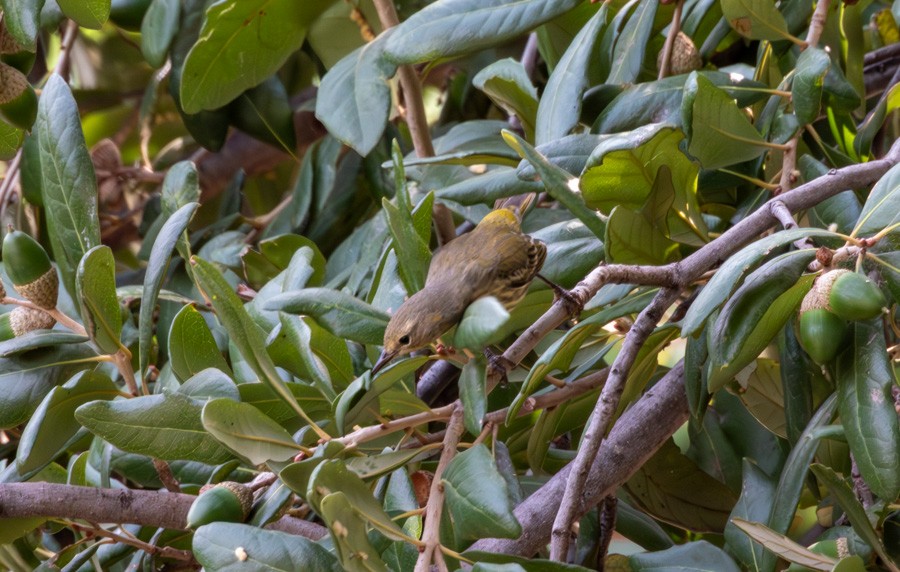 Paruline tigrée - ML644611863